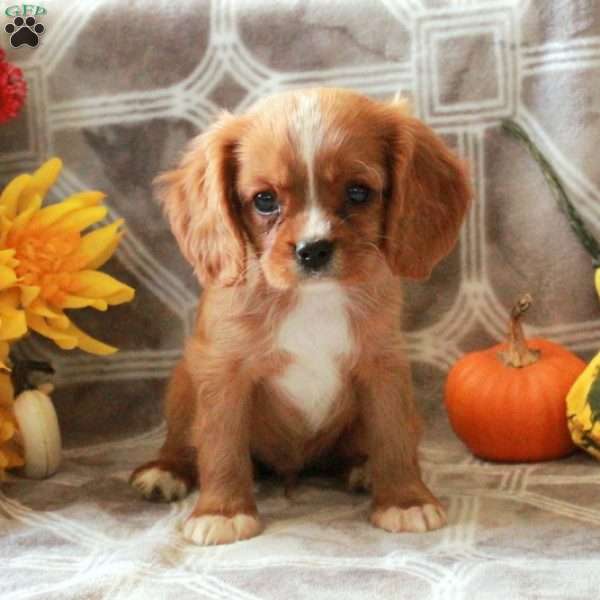 Cheddar, Cavalier King Charles Spaniel Puppy