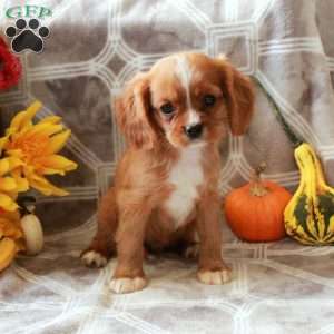 Cheddar, Cavalier King Charles Spaniel Puppy