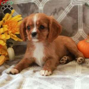 Cheddar, Cavalier King Charles Spaniel Puppy