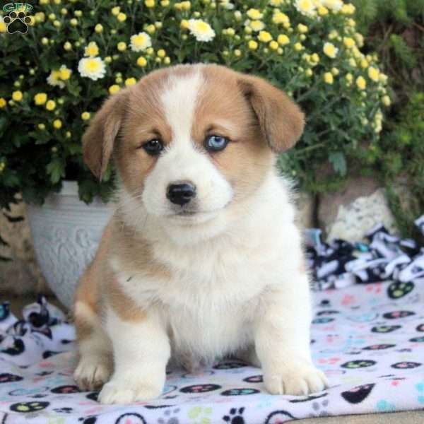 Chief, Pembroke Welsh Corgi Puppy