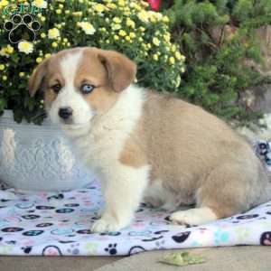 Chief, Pembroke Welsh Corgi Puppy