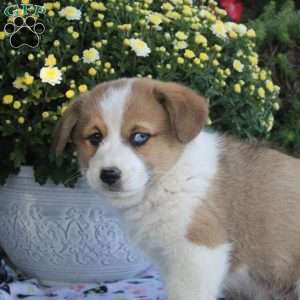 Chief, Pembroke Welsh Corgi Puppy