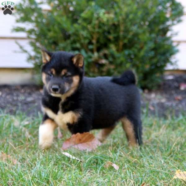 Chelsey, Shiba Inu Puppy