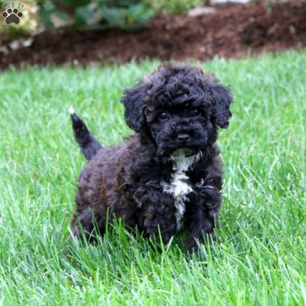 Chelsey, Miniature Poodle Puppy