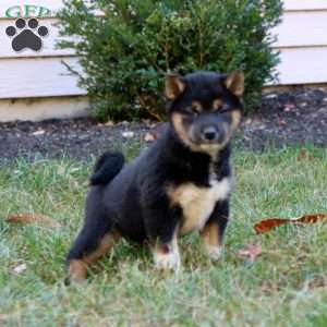 Chelsey, Shiba Inu Puppy