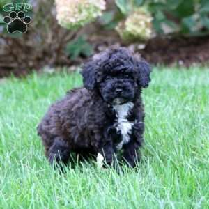 Chelsey, Miniature Poodle Puppy