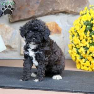 Chelsey, Miniature Poodle Puppy