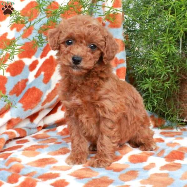 Cherry, Miniature Poodle Puppy