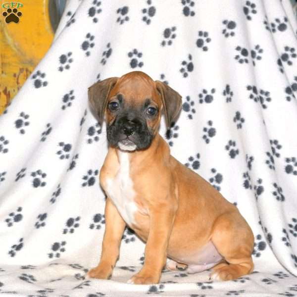 Chester, Boxer Puppy