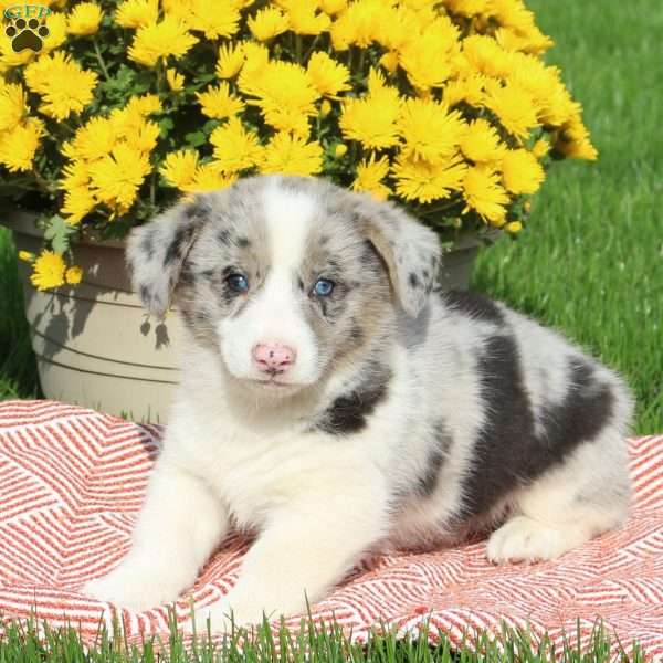 Chester, Pembroke Welsh Corgi Puppy