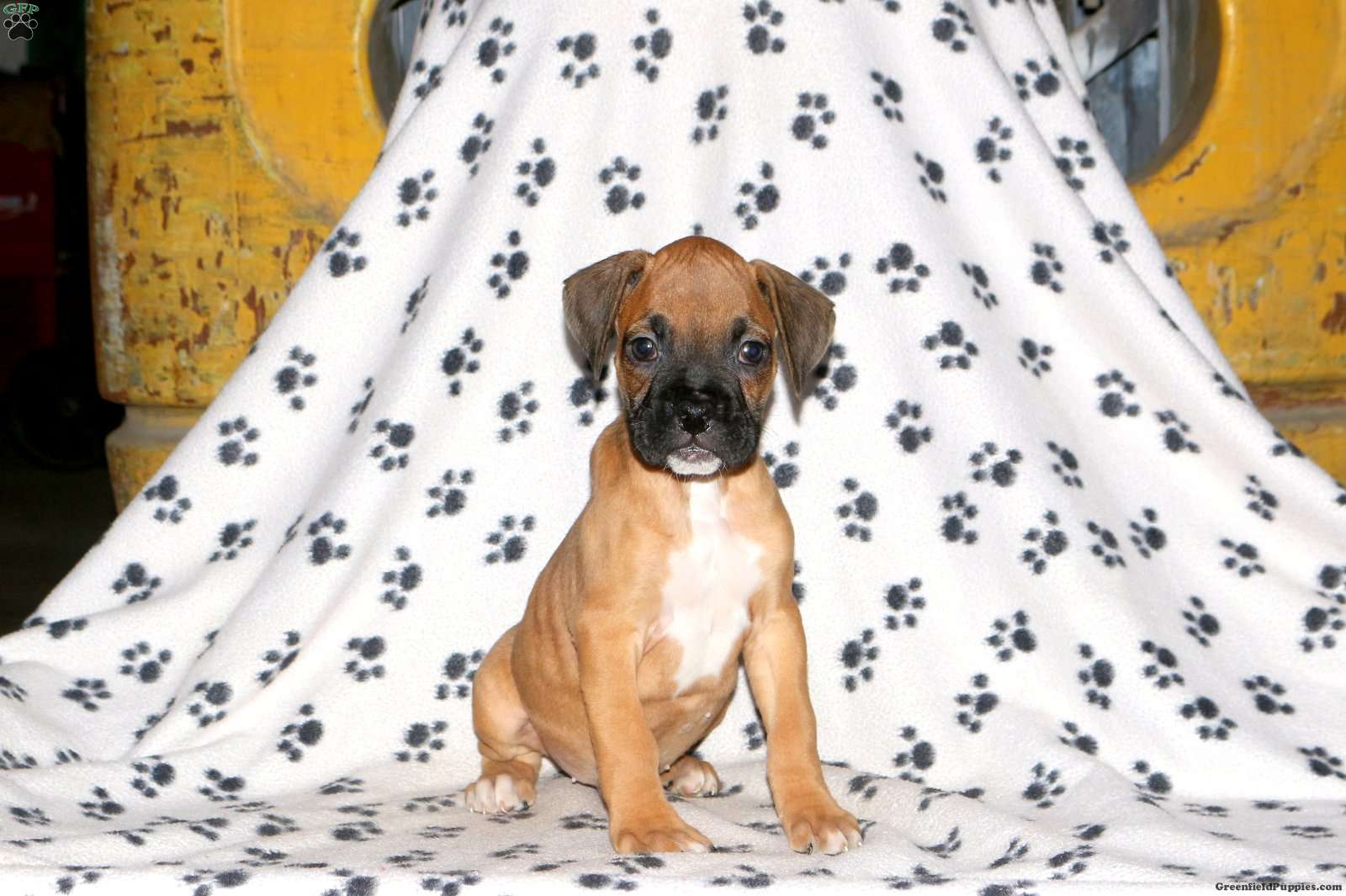 Chester Boxer Puppy For Sale in Pennsylvania