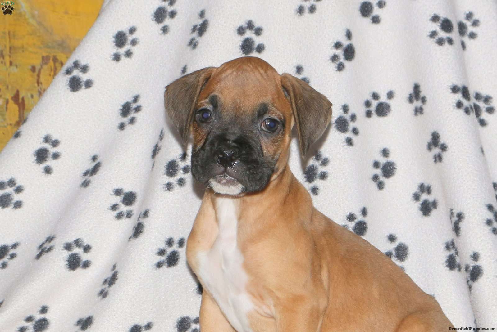 Chester Boxer Puppy For Sale in Pennsylvania