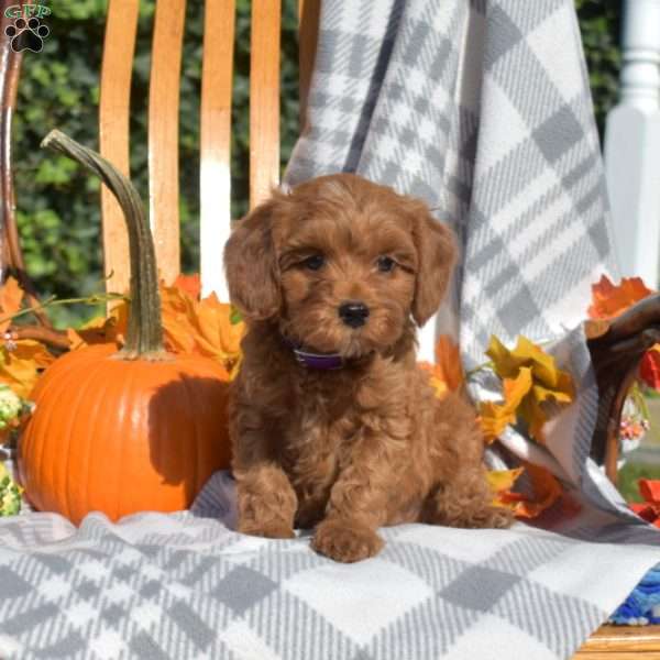 Chestnut, Cavapoo Puppy