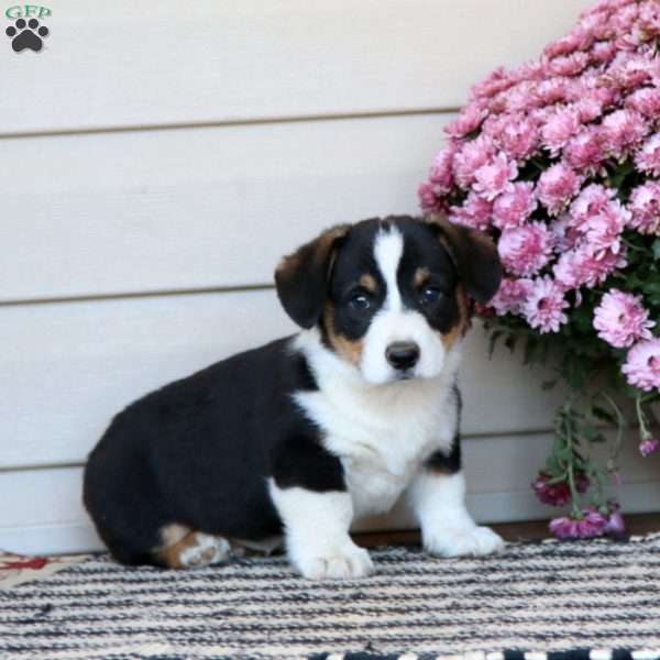 Chico, Pembroke Welsh Corgi Puppy