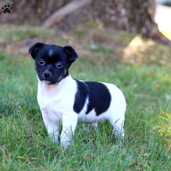 Chico, Jack Russell Terrier Puppy