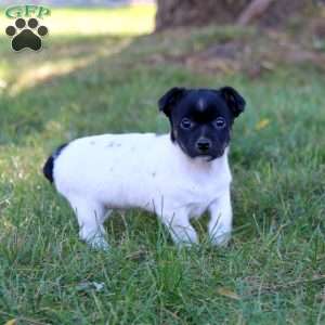 Chico, Jack Russell Terrier Puppy