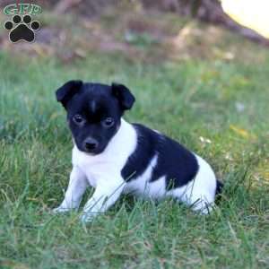 Chico, Jack Russell Terrier Puppy