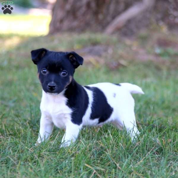 Chip, Jack Russell Terrier Puppy