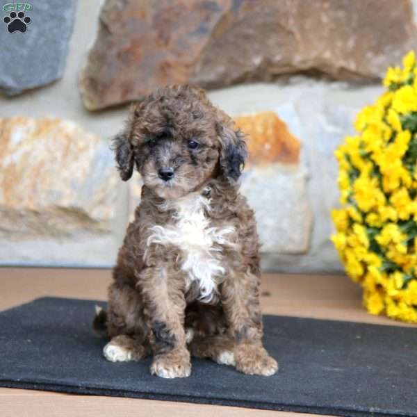 Chip, Miniature Poodle Puppy