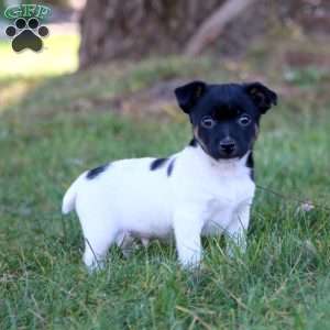 Chip, Jack Russell Terrier Puppy