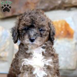 Chip, Miniature Poodle Puppy