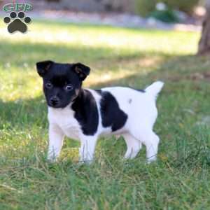 Chip, Jack Russell Terrier Puppy