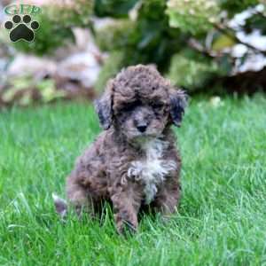 Chip, Miniature Poodle Puppy