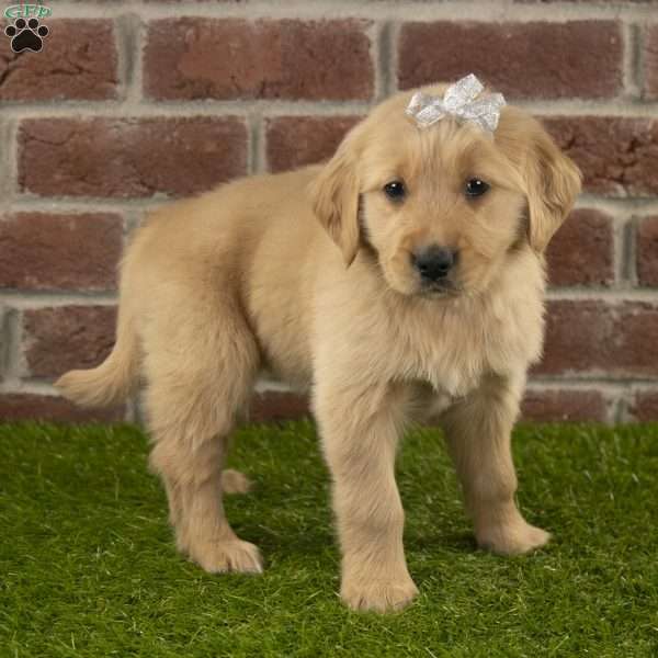 Chloe, Golden Retriever Puppy