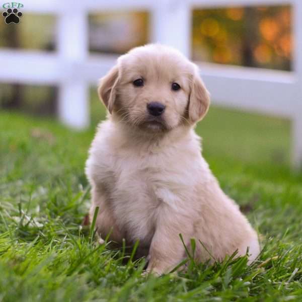 Chloe, Golden Retriever Puppy