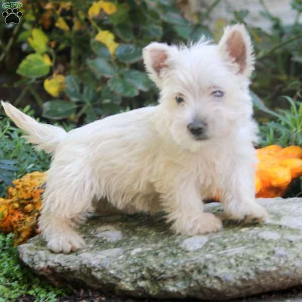 Chloe, West Highland Terrier Puppy