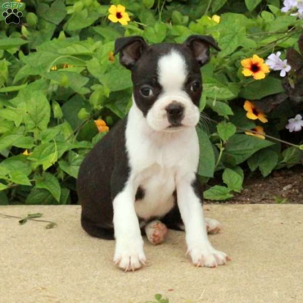 Chloe, Boston Terrier Puppy