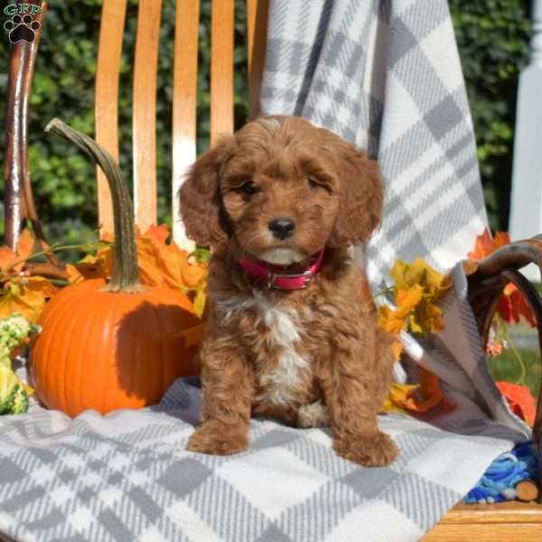 Chloe, Cavapoo Puppy