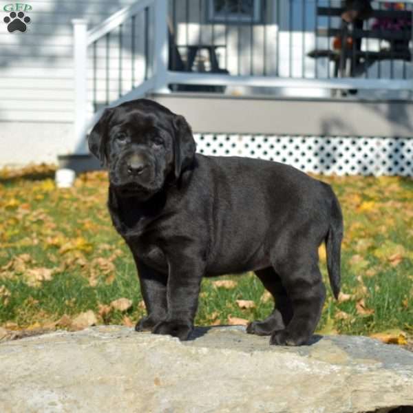 Chloe, Chocolate Labrador Retriever Puppy