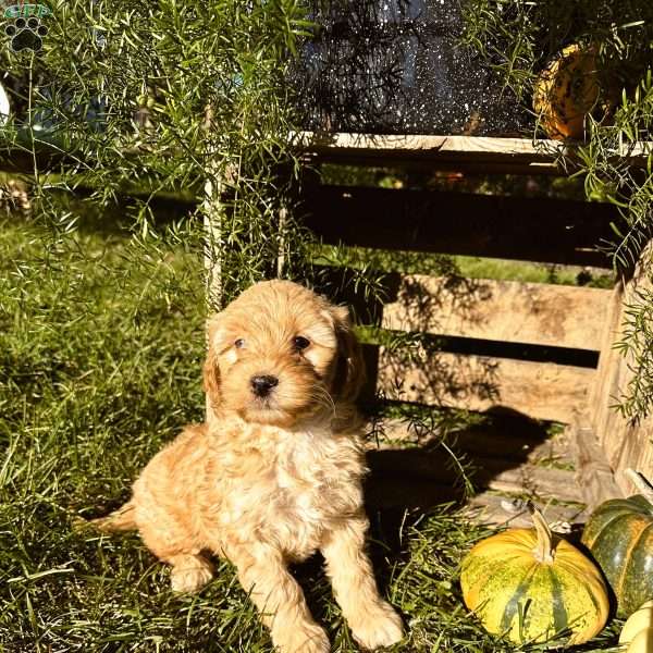 Chloe, Mini Goldendoodle Puppy