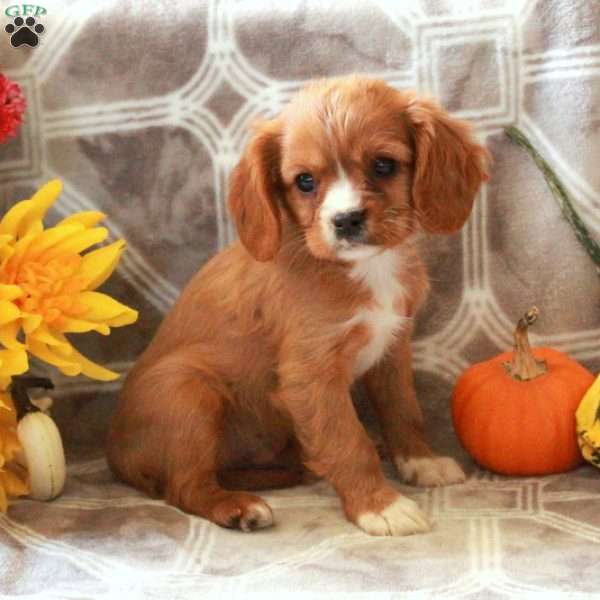 Chowder, Cavalier King Charles Spaniel Puppy