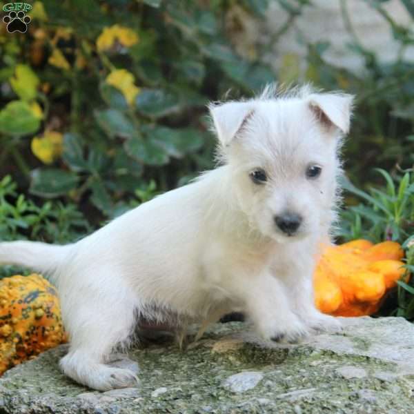 Chris, West Highland Terrier Puppy