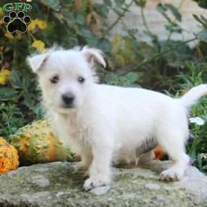 Chris, West Highland Terrier Puppy