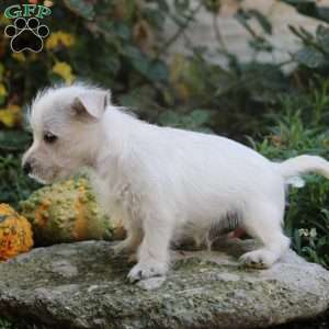 Chris, West Highland Terrier Puppy