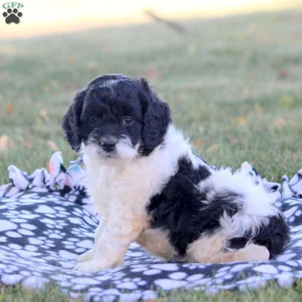 Chuck, Cockapoo Puppy