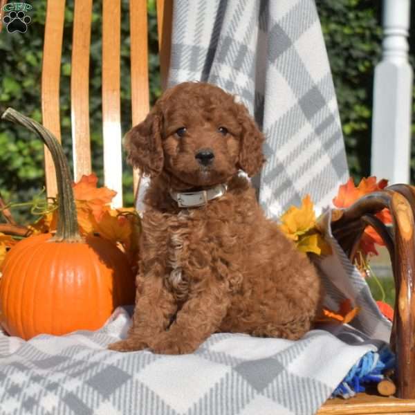 Cider, Cavapoo Puppy