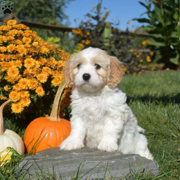 Cider, Cavachon Puppy