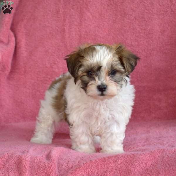 Cider, Teddy Bear Puppy