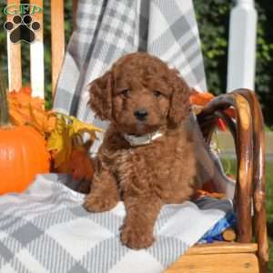 Cider, Cavapoo Puppy