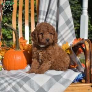 Cider, Cavapoo Puppy