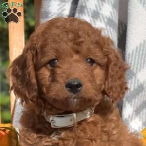 Cider, Cavapoo Puppy