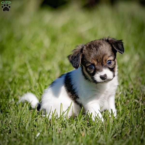 Cindy, Papillon Puppy