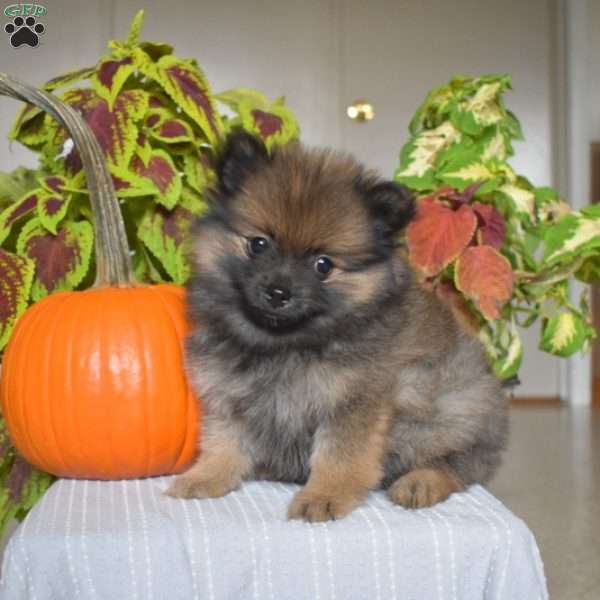 Cindy, Pomeranian Puppy