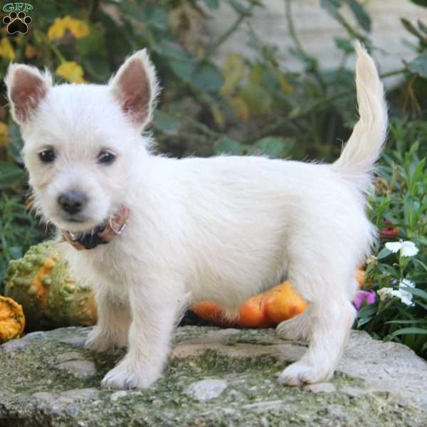 Cindy, West Highland Terrier Puppy