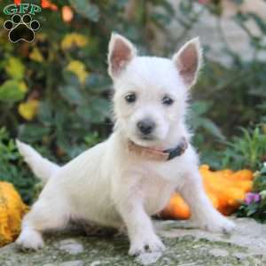 Cindy, West Highland Terrier Puppy