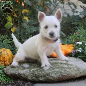 Cindy, West Highland Terrier Puppy